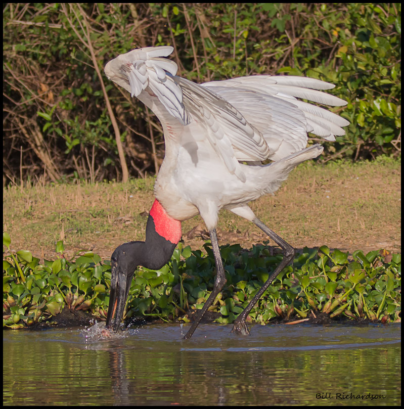Jabiru Stork (5 ft tall, 9 ft wingspan).jpg