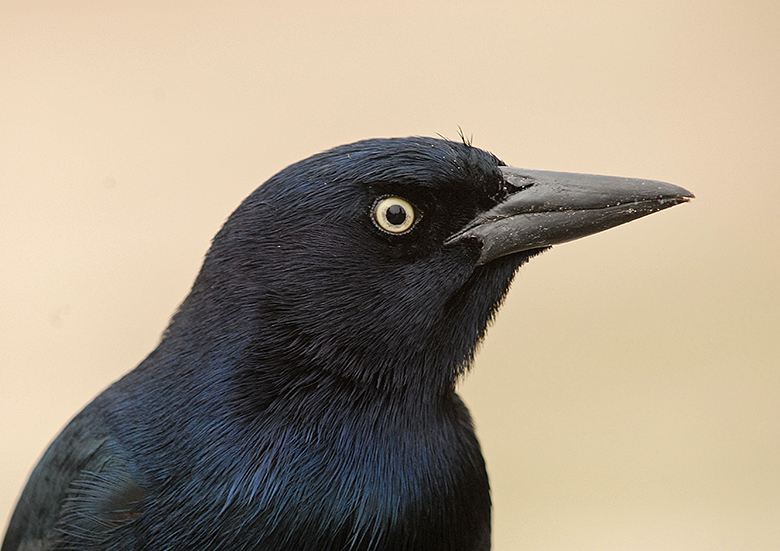 Boat-tailed Grackle