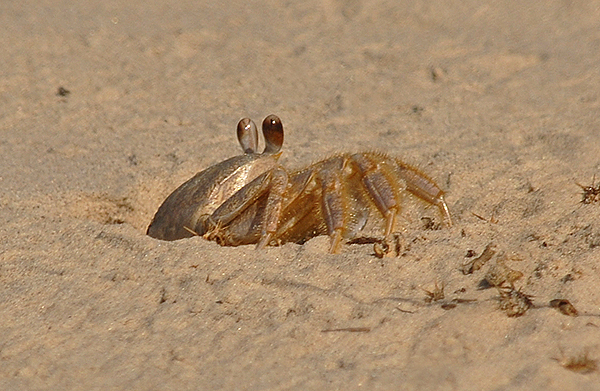 Ghost Crab