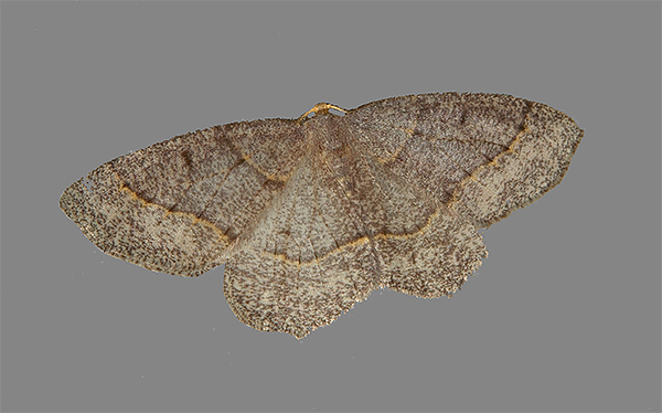 Metarranthis amyrisaria (6824)