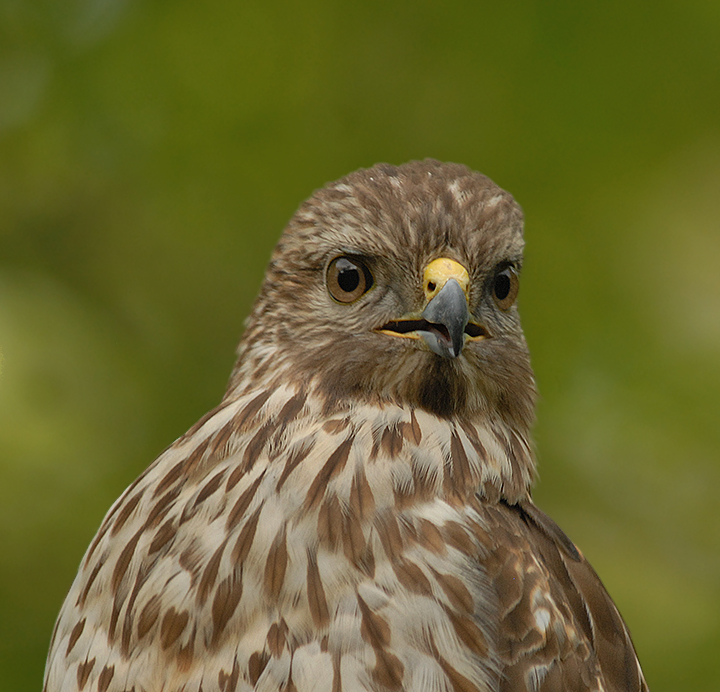 Red-shouldered Hawk (Eastern)