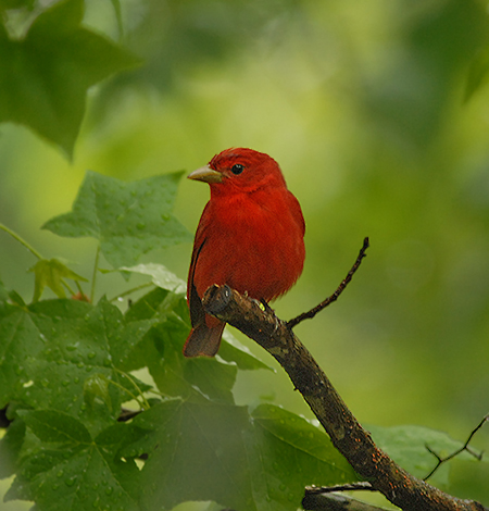 Summer Tanager