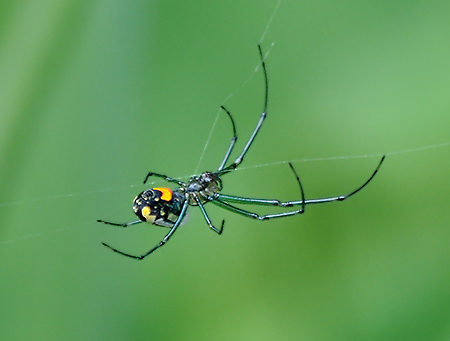 Orchard Spider
