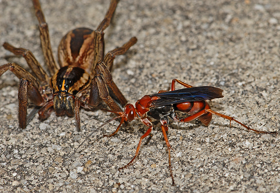 Spider Wasp ready to attack Rabid Wolf Spider