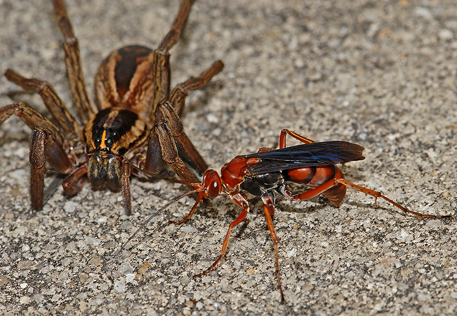 Spider Wasp ready to attack a Rabid Wolf Spider