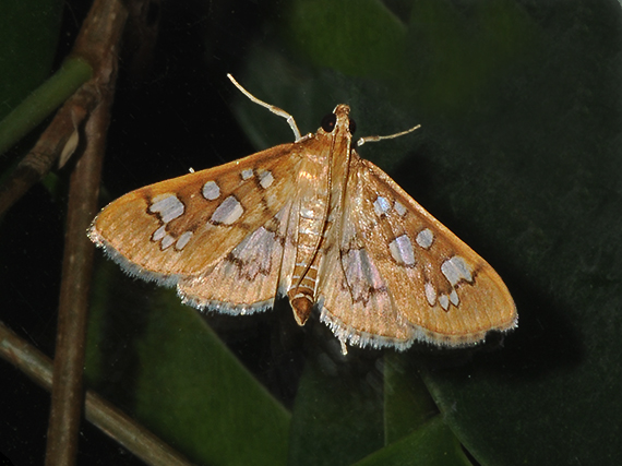 Baccatalis Moth (5152)