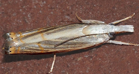 Graceful Grass-veneer Moth (5450)