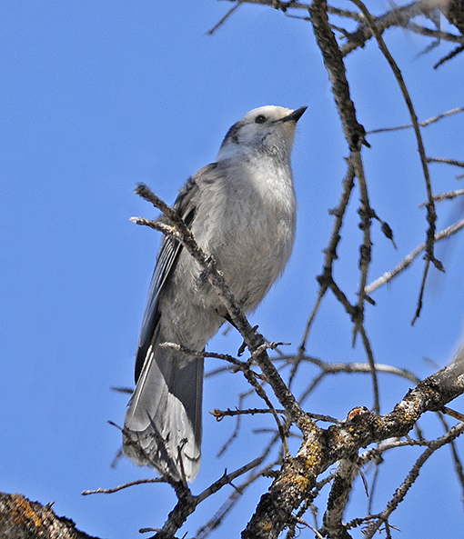 Gray Jay