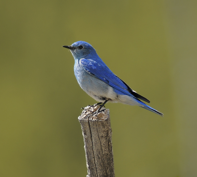Mountain Bluebird