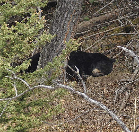 Black Bear