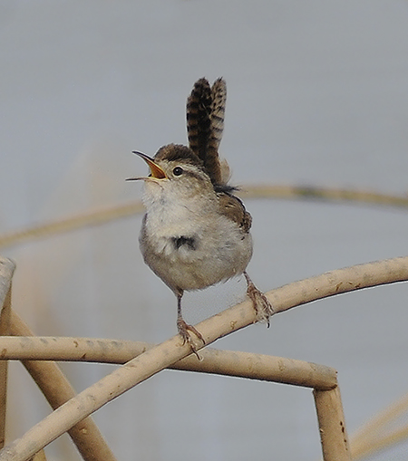 Marsh Wren