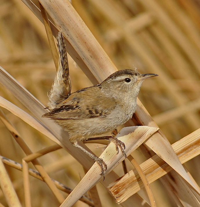 Marsh Wren