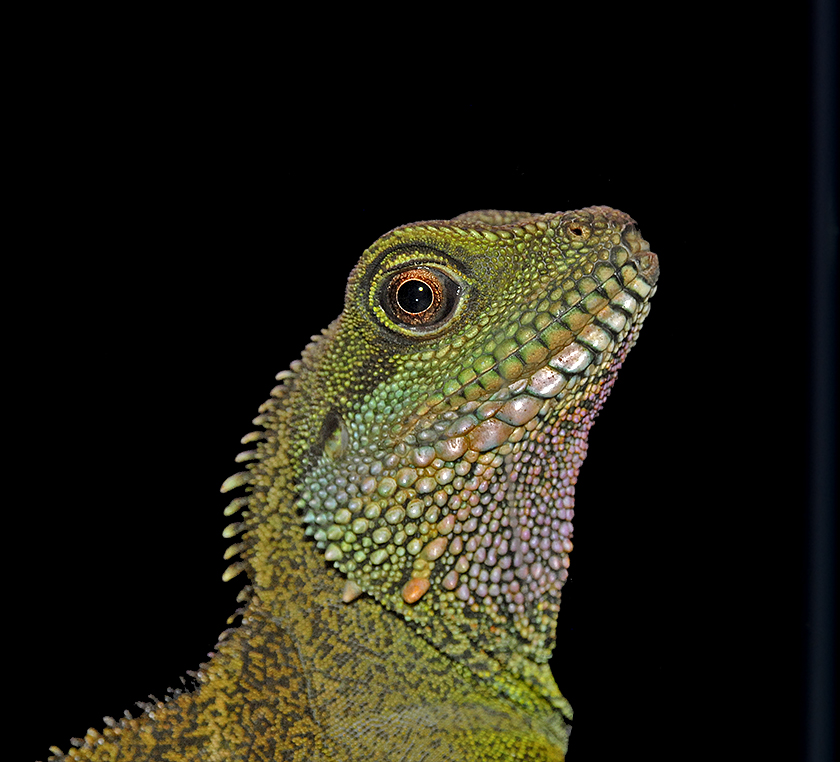 Chinese Water Dragon (Asian Water Dragon)