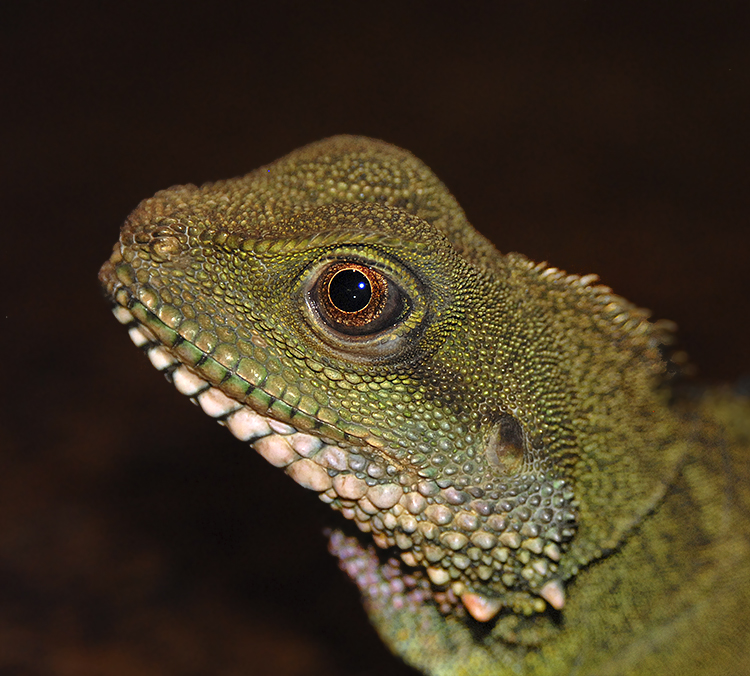 Chinese Water Dragon (Asian Water Dragon)