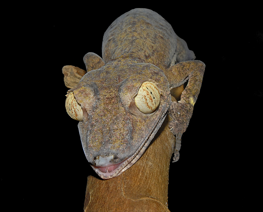 Giant Leaf-tailed Gecko