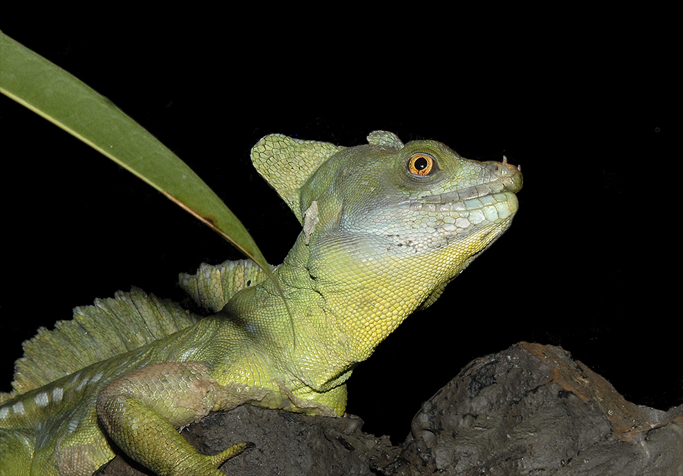 Plumed Basilisk (Double Crested Basilisk)