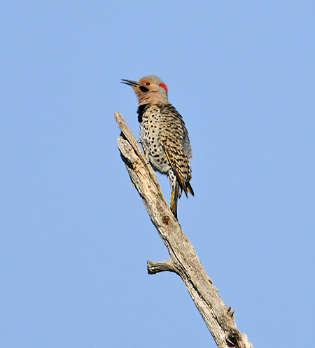 Northern Flicker (Yellow-shafted) (Taiga/Eastern)