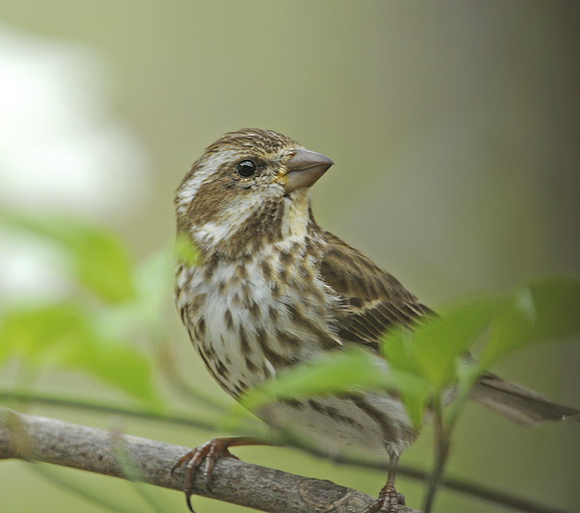 Purple Finch