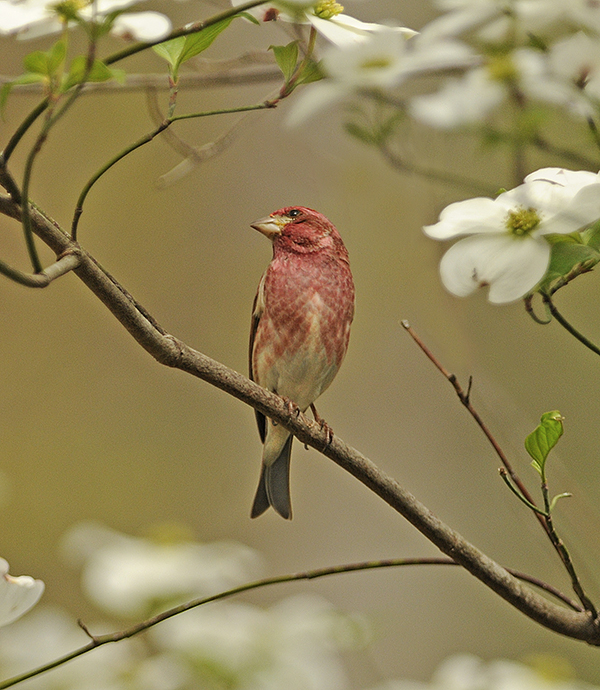 Purple Finch