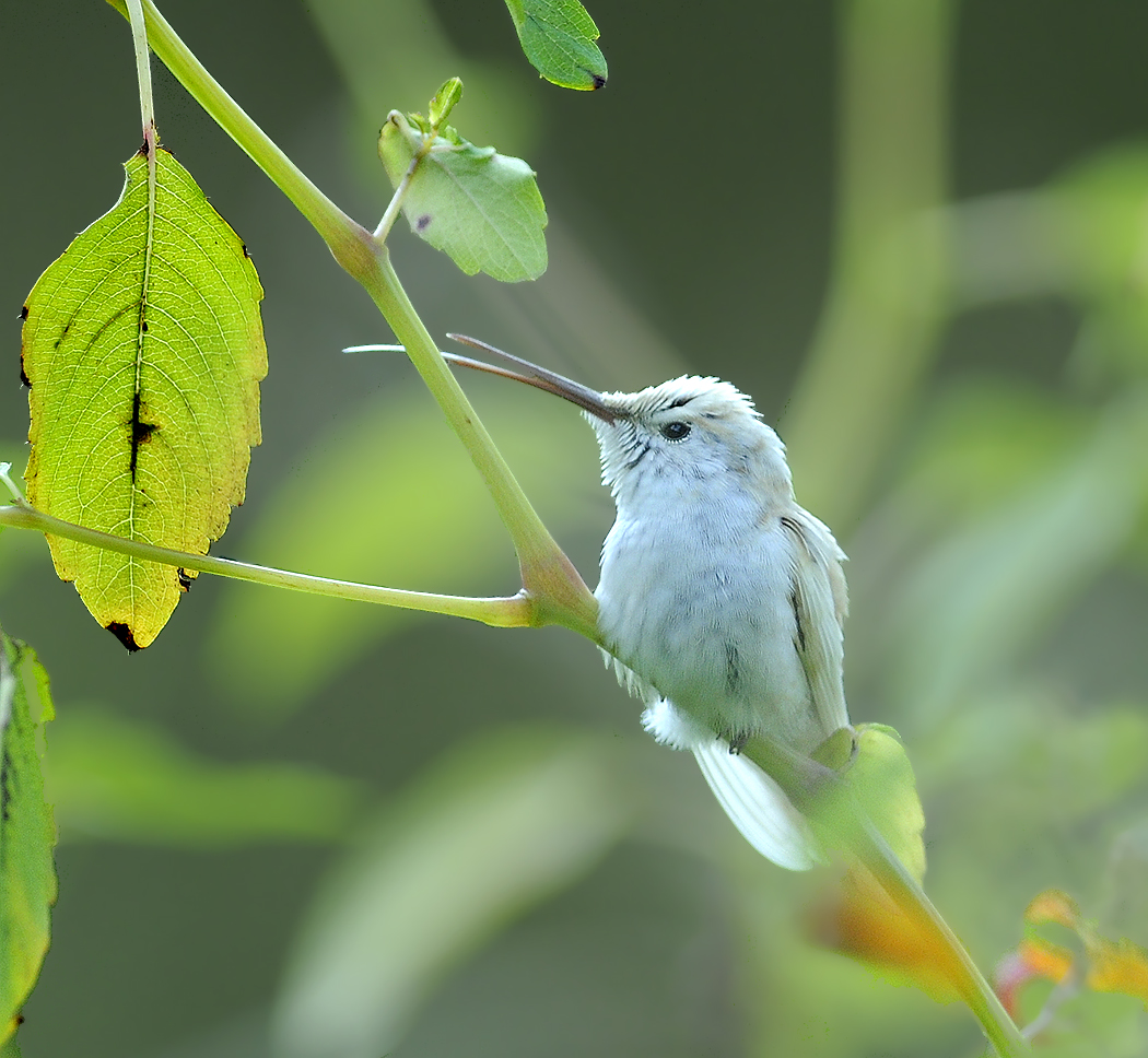 Leucistic Ruby-throated Hummingbird