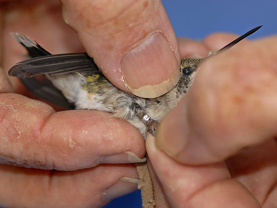 Ruby-throated Hummingbird measurements