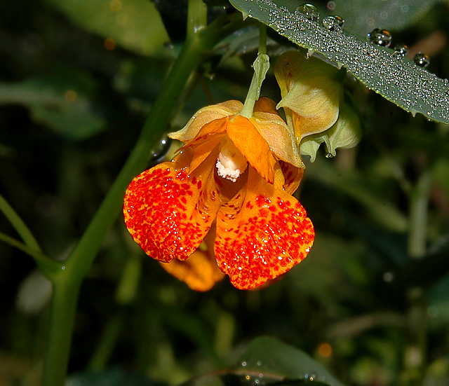 Spotted Touch-me-not (Jewelweed)