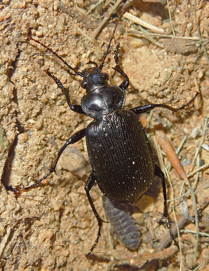 Stiched Ground Beetle 