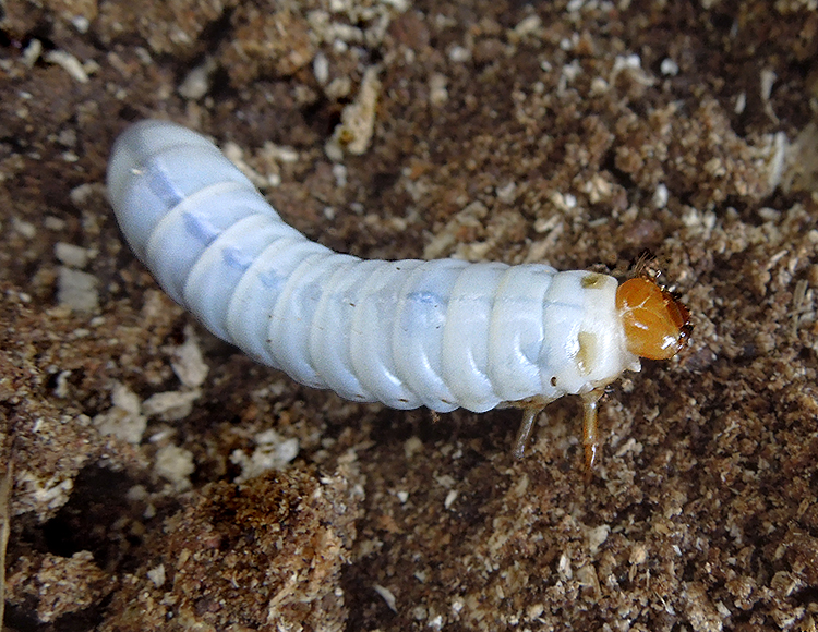 Scarab Beetle Larvae 