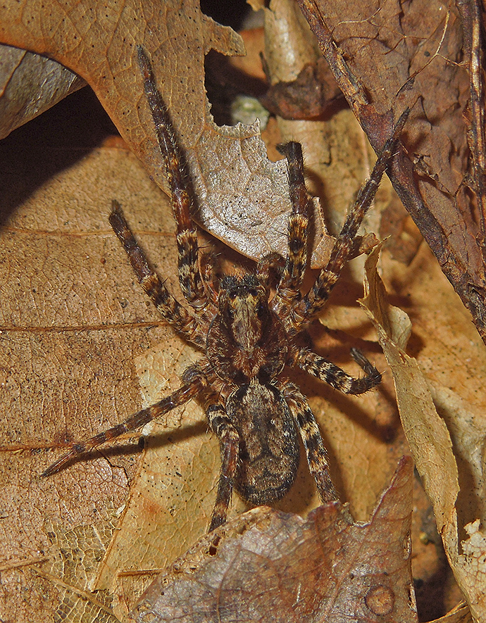 Hogna sp.