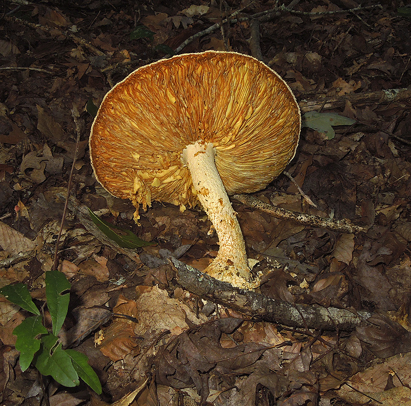 Unidentified Mushroom