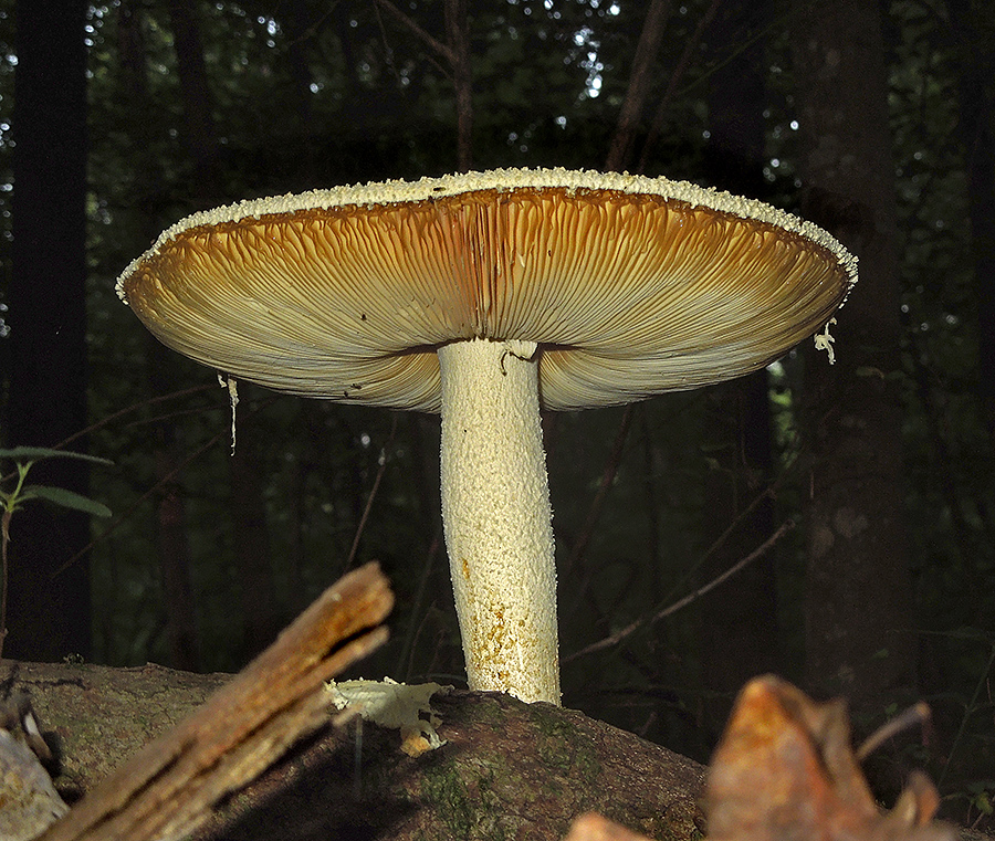 Unidentified Mushroom 