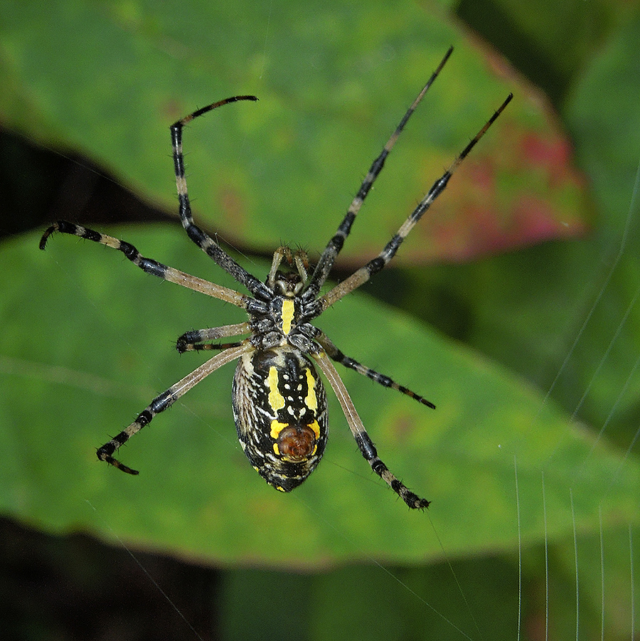 Male, ventral