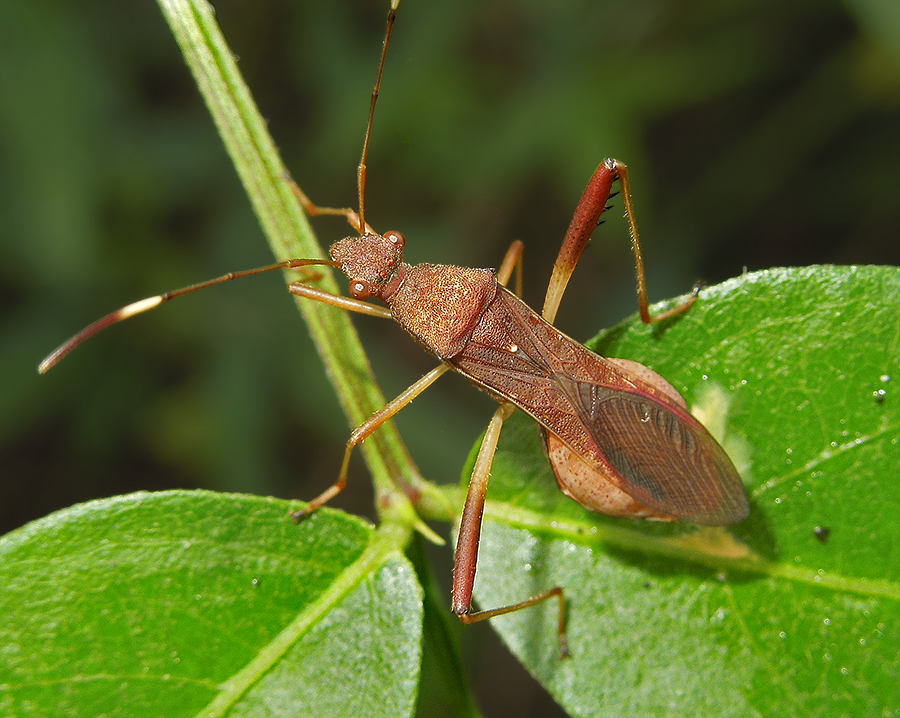 Lupine Bug 