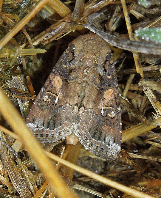 Fall Armyworm Moth (9666)