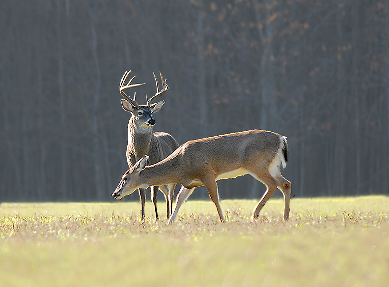 White-tailed Deer