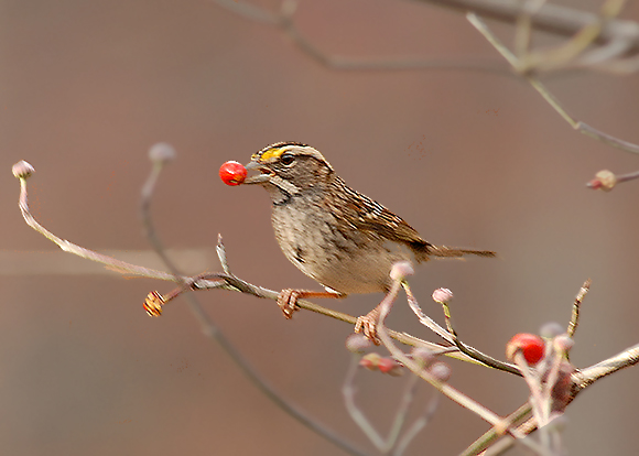 White-throated Sparrow