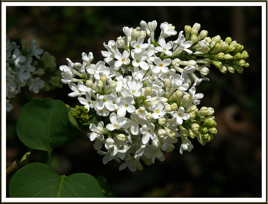 May 12 - White Ones