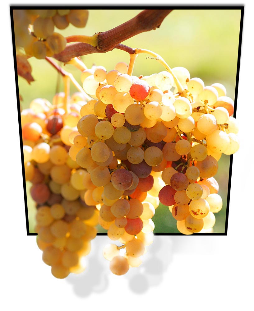 grapes