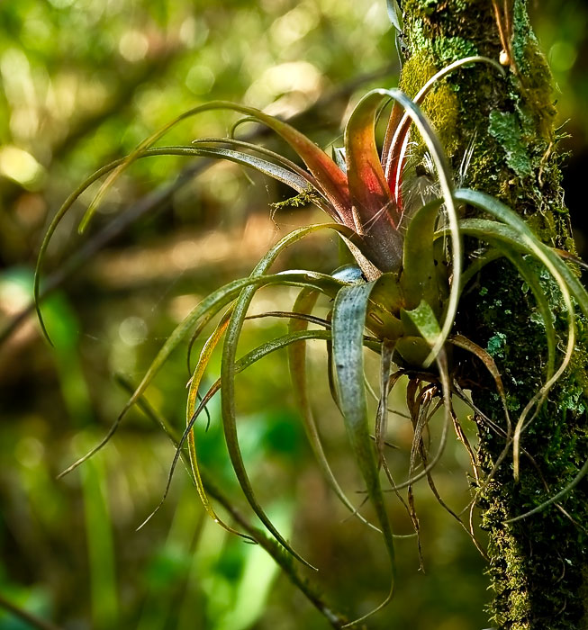 Tillandsia variabilis