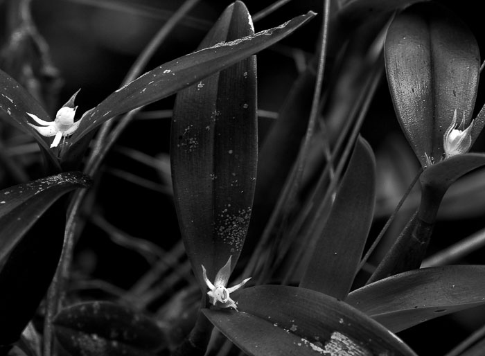 Prosthechea pygmaea