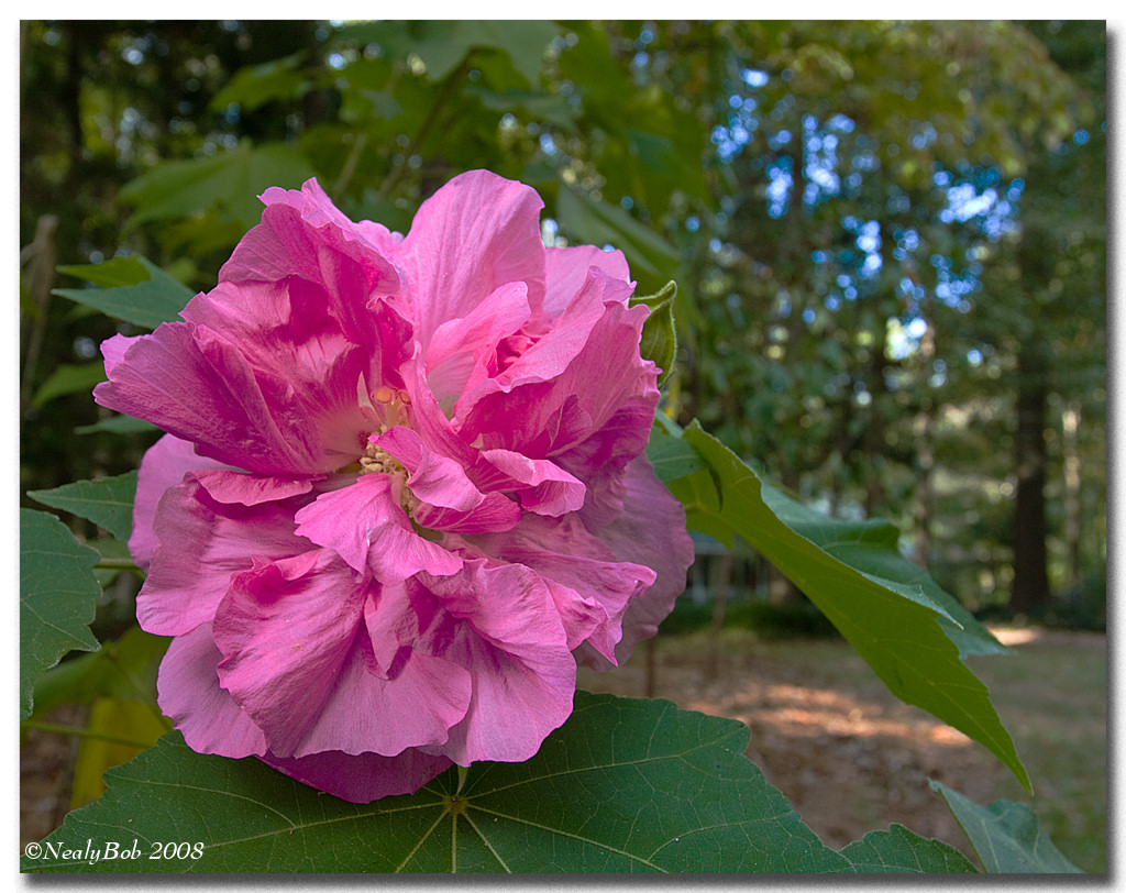 Confederate Rose