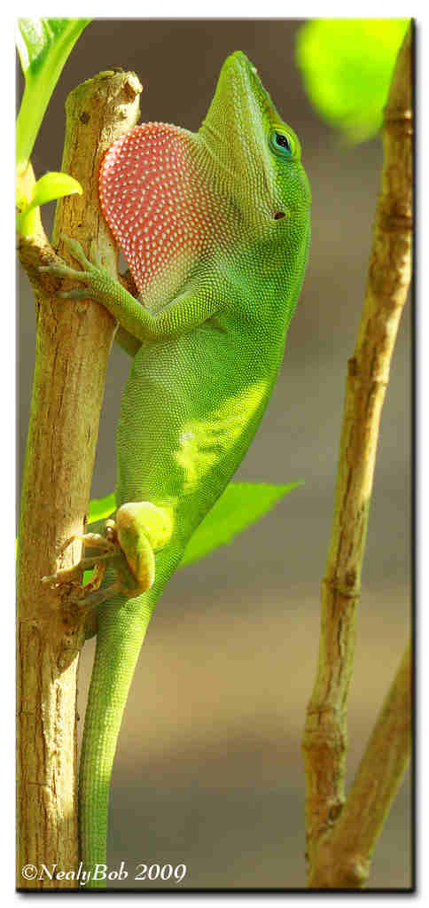Green Anole April 17