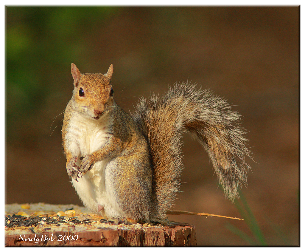 Squirrel April 28