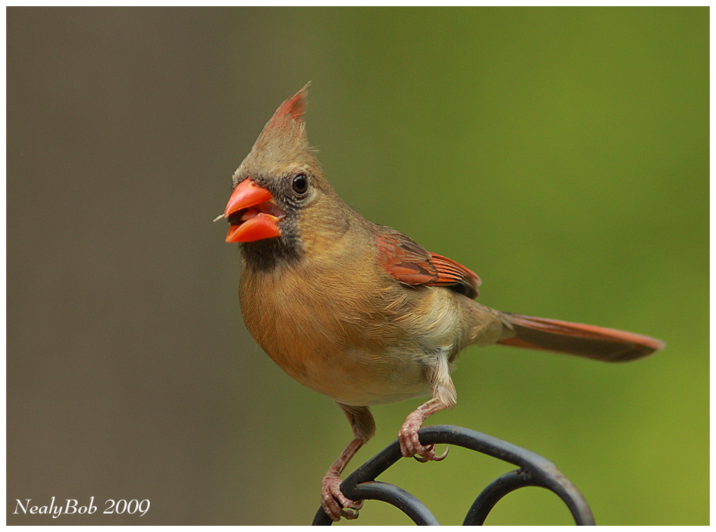 Female Cardinal May 10
