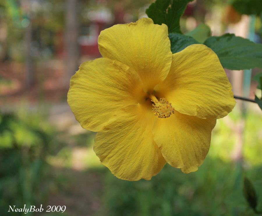 Hibiscus September 4