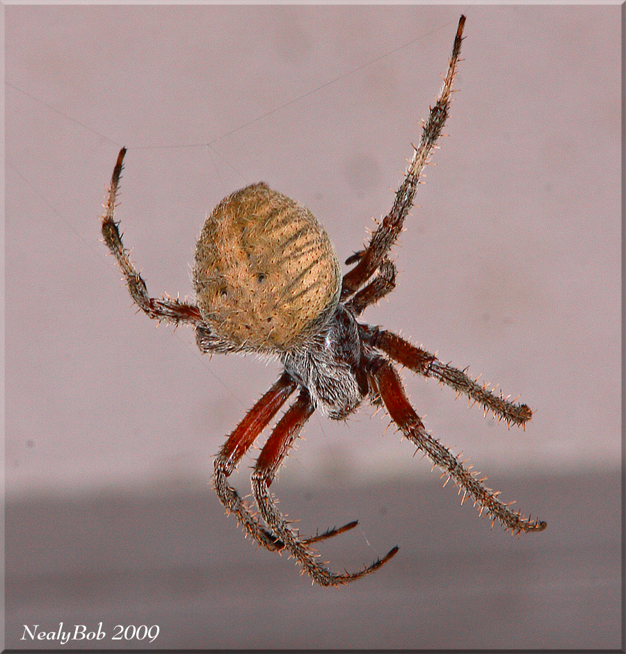 Spider