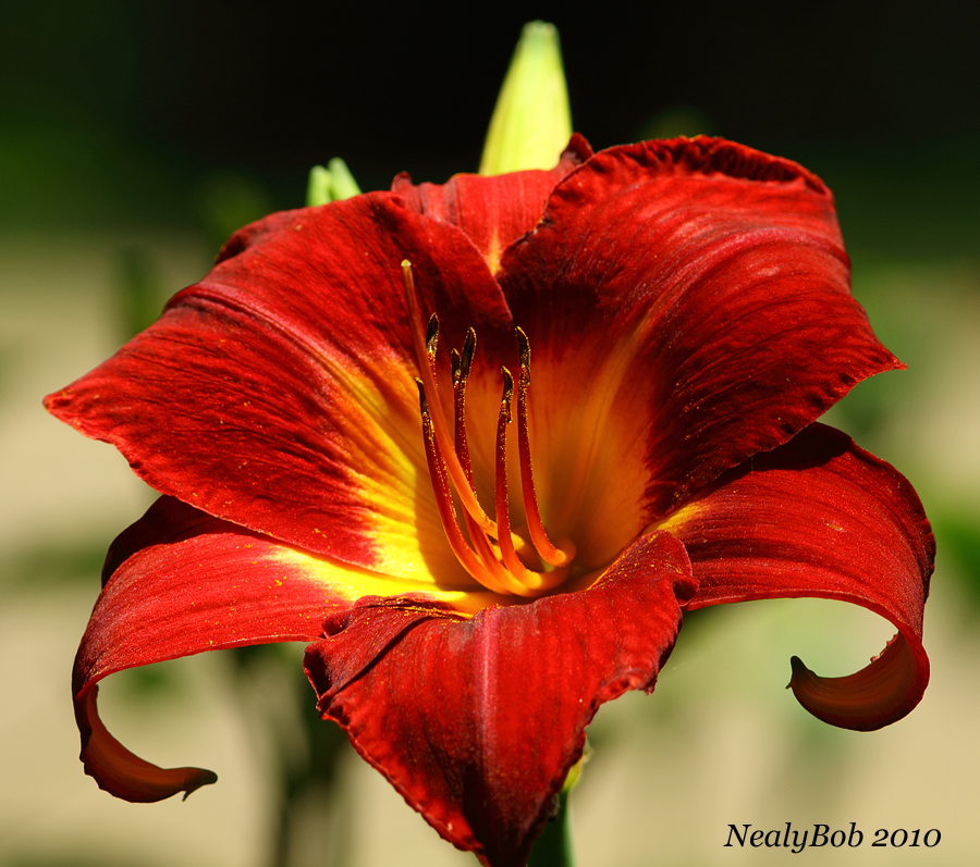 Daylily May 30