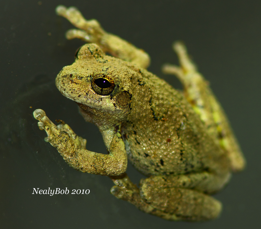Gray Tree Frog June 3