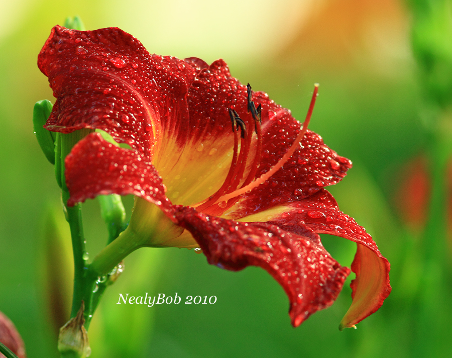 Daylily June 5