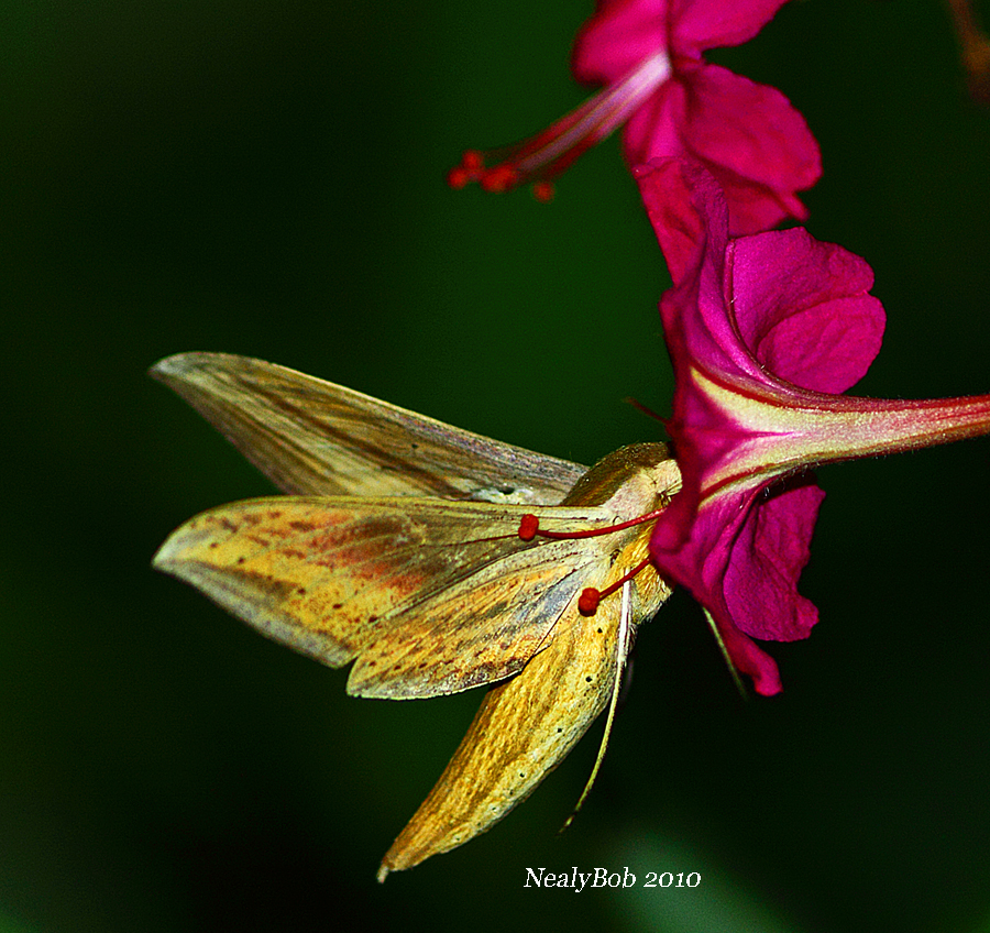 Hummingbird Moth